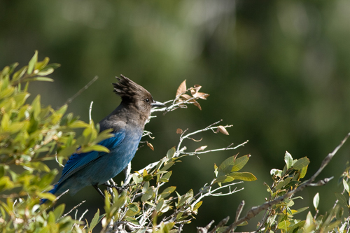The Stellers Jay is Yosemites Official Greeter