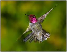 Anna's Hummingbird in Yosemite