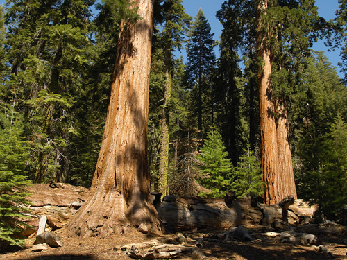 Yosemite Big Trees. The Sequoia in the Mariposa Grove.