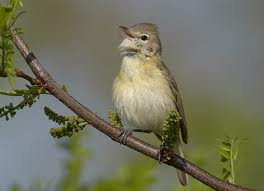 Bell's Vireo in Yosemite