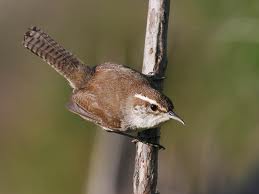 Bewick's Wren in Yosemite