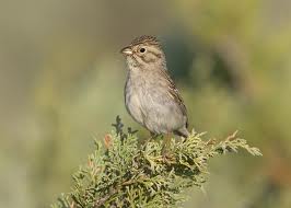 Brewer's Sparrow in Yosemite