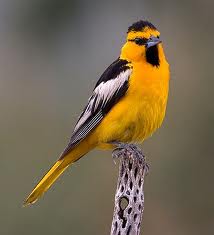 Bullock's Oriole in Yosemite