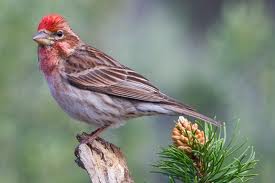 Cassin's Finch in Yosemite