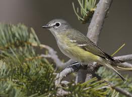 Cassin's Vireo in Yosemite