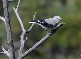 Clark's Nutcracker in Yosemite