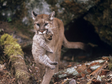 Mountain lion kittens being moved. AllPosters.com