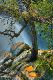 Yosemite Serenity Tree With Water-AllPosters.com