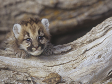 Very young mountain lion cub exploring. AllPosters.com