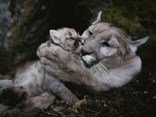 Mother mountain lion bathes one of her babies. AllPosters.com