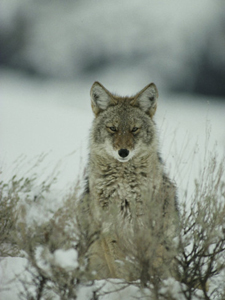 Yosemite Mountain Coyote Watching