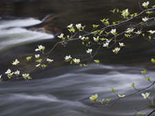 The Merced River and dogwood bloom in Yosemite. AllPosters.coms