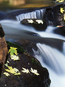 Contrasts of color and movement near a Yosemite creek. AllPosters.com