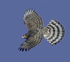 Cooper's Hawk in Yosemite