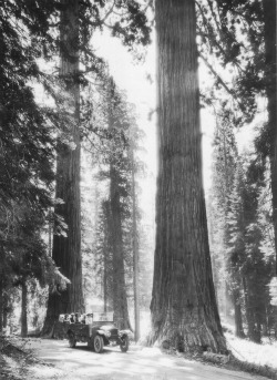 Big Oak Flat Road Yosemite Big Tree Tour. DH Hubbard collection.
