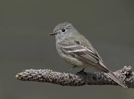 Hammond's Flycatcher in Yosemite