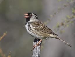 Harris' Sparrow in Yosemite