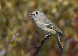 Hutton's Vireo in Yosemite