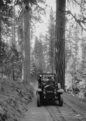 In Yosemite's Big Trees