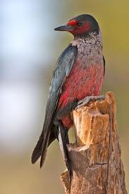Lewis' Woodpecker in Yosemite