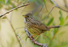 Lincoln's Sparrow in Yosemite