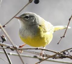 MacGillivray's Warbler in Yosemite