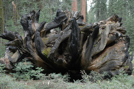 Giant Sequoia roots in the Maripose Grove in Wawona