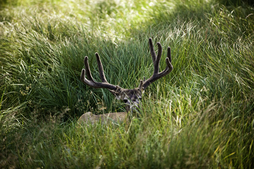 Mule deer buck with antlers in velvet