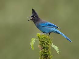 Steller's Jay in Yosemite