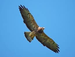 Swainson's Hawk in Yosemite