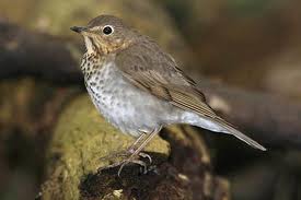 Swainson's Thrush in Yosemite