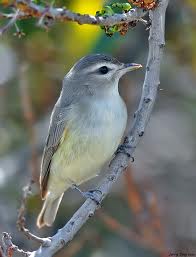 Swainson's Vireo in Yosemite