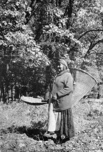 Tabuce gathering acorns with her conical basket