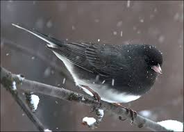 Thurber's Junco in Yosemite