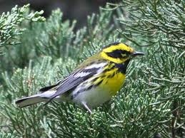 Townsend's Warbler in Yosemite