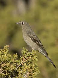 Townsend's Solitaire in Yosemite