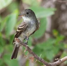 Traill's Flycatcher in Yosemite