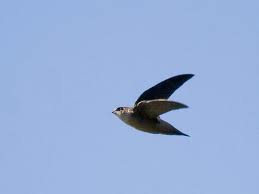 Vaux's Swift in Yosemite