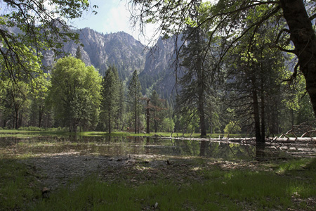 Merced river overflow leads to wildflowers