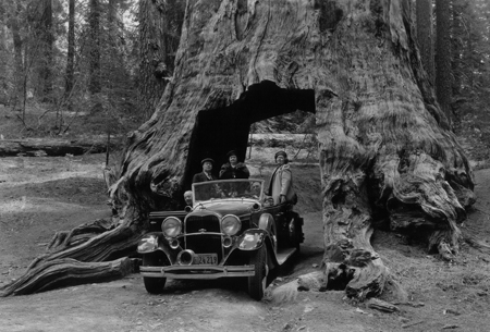 Yosemite's famous Wawona Tree. DHH Collection