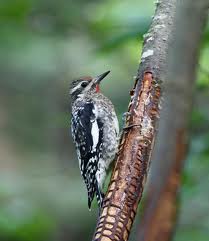 Williamson's Sapsucker in Yosemite