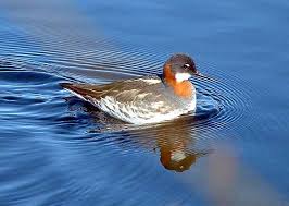 Wilson's Phalarope in Yosemite