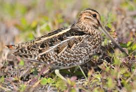 Wilson's Snipe in Yosemite