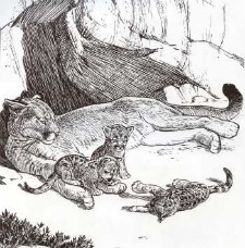 Yosemite's Mountain Lion mother and cubs. Bill Berry Pen and Ink. Furry Friends of Yosemite