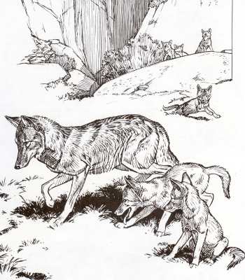 Coyote of  Yosemite pen and ink drawing.Copyright Awani Press. From "Furry Friends Of Yosemite"