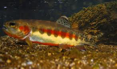 Young Golden Trout