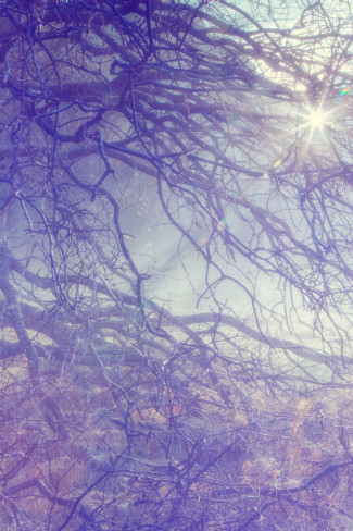 Yosemite Sun Break Through Gnarly Limbs. AllPosters.com