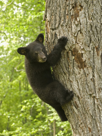 Little Bear...Just Hanging Around. AllPosters.com