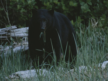 Yosemite Black Bear Munching Grass-AllPosters.com