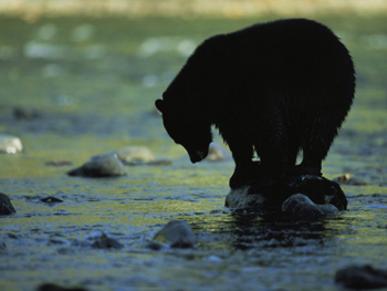 Yosemite Black Bear Dreaming-AllPosters.com